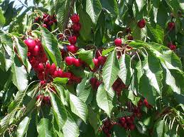 Vitamins, minerals and phytochemical components; Cherries Plums Growing Identification Guide
