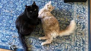 Fundraiser by Denver Olmstead : Please Help Lady Echo & Cat King Cole fight  FIP