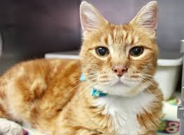 The origin of the english word 'cat', old english catt, is thought to be the late latin word cattus, which was first used at the beginning of the 6th century.18 it was suggested that the word 'cattus' is derived. Overlooked Cats Help Our Long Term Residents Find Love Willamette Humane Society