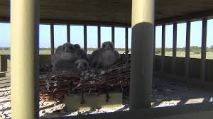 Check out the latest maps in a variety of categories including cost of living, population, and commute time. Richard Moore Outdoor Report Rare Falcons Rebound Kveo Tv