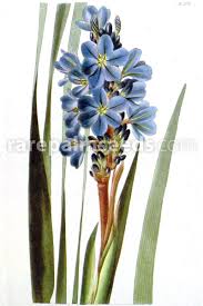 Image result for Aristea angolensis