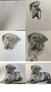 South African Boerboel Pencil Drawing African Boerboel Drawings Animal Tattoo