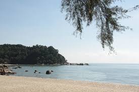 Image result for Mini Chempedak