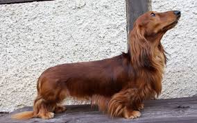 Image result for jezevčík hladkosrstý