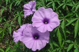 Image result for Ipomoea tuberculata
