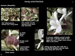 Image result for Barleria oxyphylla