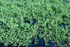 Image result for Alysicarpus rugosus