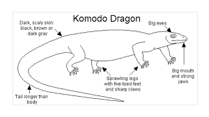 Super calico tokay gecko, photo by michael billewicz. Komodo On Twitter 5 Vision Komodo Have Surprisingly Good Vision And Can See Objects As Far Away As 1000 Feet Which Is About 0 2 Miles Https T Co Jiqbbjq6oj Twitter