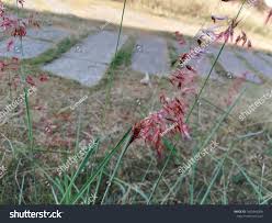 Image result for Tricholaena