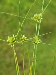 Image result for Pycreus pumilus