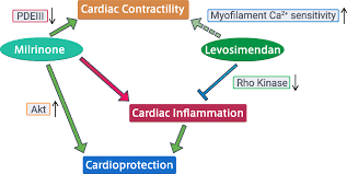 Image result for Milrinone
