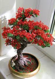 Pin By Larisa Buzatu On Biser Derevya Delonix Regia Flame Tree Rare Seeds