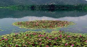 Un luogo ricco di storia, arte e bellezza naturale. Lago Di Comabbio Perche Visitarlo Il Motivo E Reale Cataldi Com