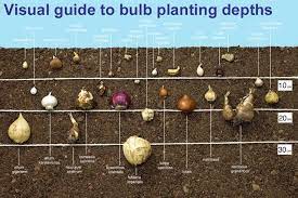 Planting Depths For Bulbs Growing Bulbs Garden Bulbs Planting Bulbs