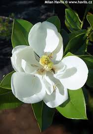 Image result for Pupalia grandiflora