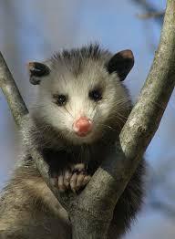 Possum Animals Beautiful Cute Animals Baby Animals