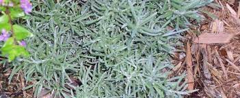 Helichrysum Species Curry Plant Immortelle Italian Strawflower Helichrysum Italicum
