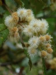 Image result for Callicoma