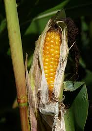Image result for Zea mays