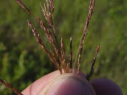 Image result for Agrostis pilgeriana