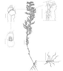 Image result for Polyphlebium borbonicum