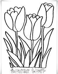 Kumpulan Sketsa Gambar Bunga Tulip Harian Nusantara