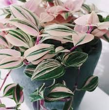 Image result for Tradescantia
