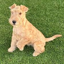 Image result for lakeland teriér