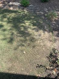 Now that this is clear, doc has been really pushing his shaded areas with bermuda grass to see what results he can get. Any Bermuda Lawns With Partial Shade Page 2 The Lawn Forum