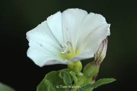 Image result for Convolvulus arvensis