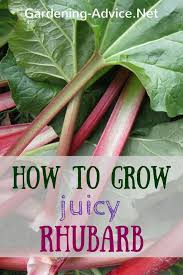 Growing Rhubarb Is Easier Than You Might Think Growing Rhubarb Rhubarb Plants Growing Vegetables
