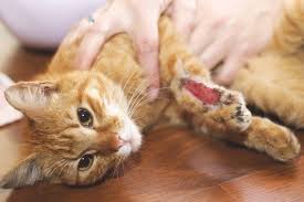 Dry food isn't tasty enough. Why Is My Cat Bleeding