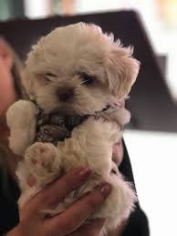 Grace is a beautiful tricolor imperial shih tzu. Pomeranian Shih Tzu Teacup Puppies Novocom Top