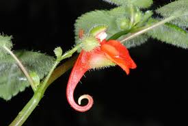 Image result for Impatiens salpinx