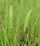 Image result for Stathmostelma fornicatum