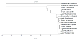 Image result for Agelanthus krausei