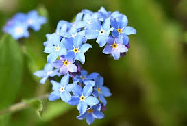 We're family owned and operated, and committed to. Alaska S State Flower Forget Me Not