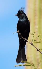 Birds That Look Like Cardinals Pin By Ashik Rahman On Ashiks Beauty Birds Collection Cute Wild Animals Nature Birds Animals Beautiful