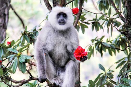 Himalayan gray langur in Uttarakhand, India