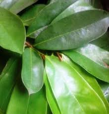 Hasil gambar untuk obat herbal kolesterol