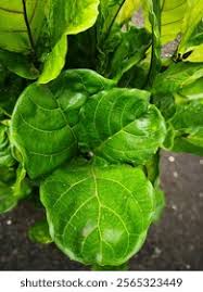Image result for Ficus lutea