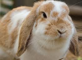 Coelhos Holland Lop Ou Coelho Anao Conheca Esses Orelhudos Espero que tenham gostado :). coelhos holland lop ou coelho anao