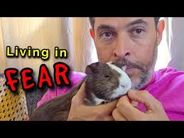 Can Guinea Pigs Cure Depression?