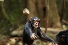 I've just returned from two weeks in africa. Chimps May Be Performing Rituals At Shrine Trees Smart News Smithsonian Magazine