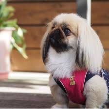 So Darn Cute Dog Peeking Pekingese Dogs Pekingese