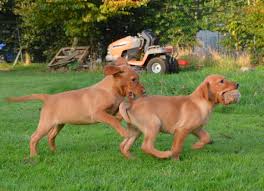 We did not find results for: True Fox Red Labrador Puppies Countryways Gundogs International Gundog Trainer Breeder