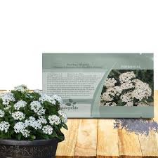 Image result for Pentas angustifolia