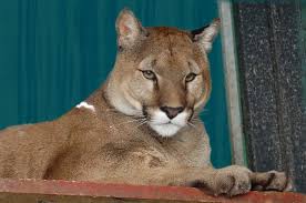 Dass pumas menschen angreifen, ist nicht unüblich (archivbild). Der Puma Auf Dem Hochsitz Nzz