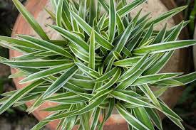 Image result for Chlorophytum