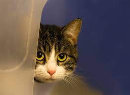 The cat who feels backed in a corner without any choices is the cat who lashes out or bites. How To Train Your Cat To Eliminate Fear Aggression